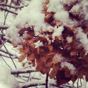 Snow on leaves